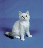 Pet Furtographer